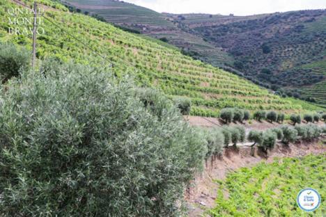 Quinta Do Monte Bravo - Douro - Quarto Duplo Villa Ervedosa do Douro Kültér fotó